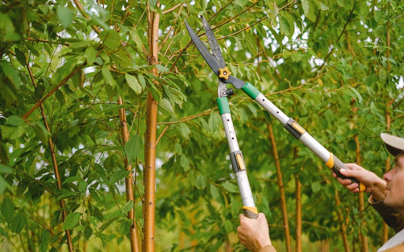 Tree trimming in Gore, OK